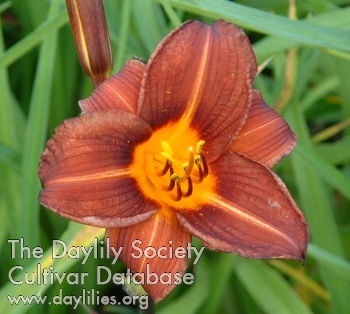 Daylily Smudge Factor